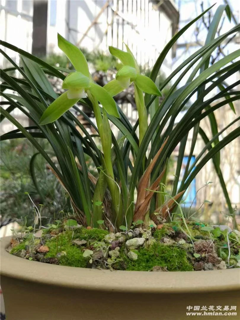 老品种春兰素心新文团，多功能连接