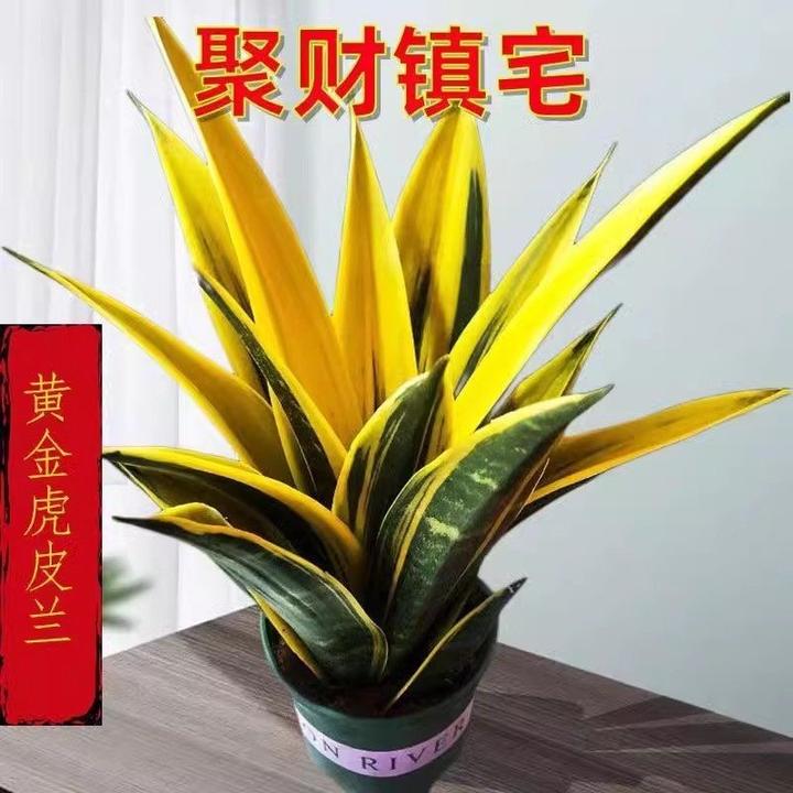 黄金虎皮兰盆栽绿植办公室内吸甲醛净化空气好养耐热耐寒四季好养
