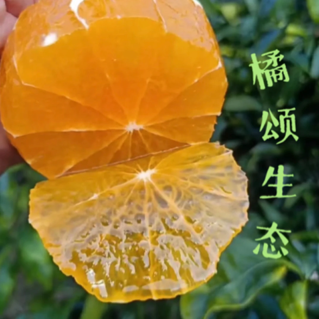 【橘颂】湖北秭归脐橙九月红果冻橙5/9斤现摘现发新鲜橙坏果包赔