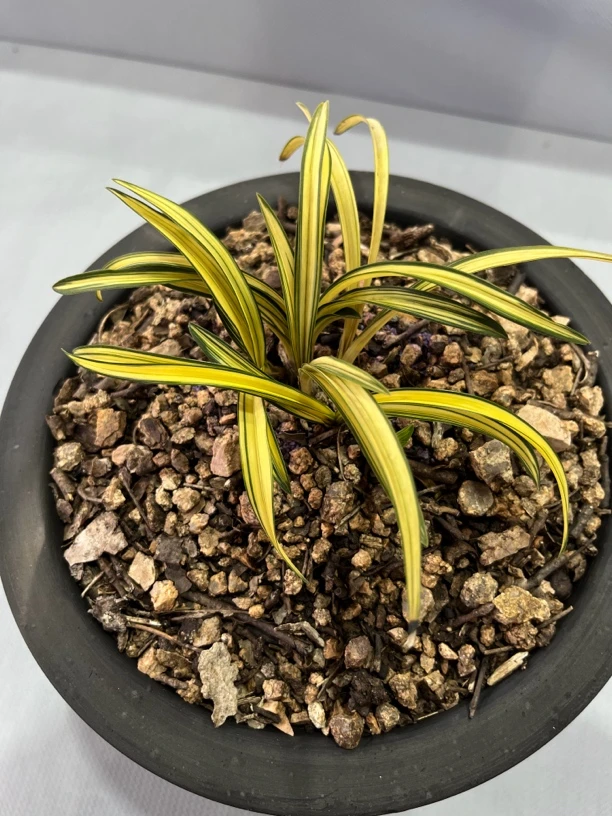 兰花蕙兰艺草花草（一物一拍）