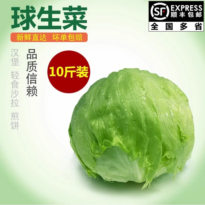 千牛优福球生菜10斤新鲜蔬菜沙拉食材轻食汉堡结球圆型西生菜批发