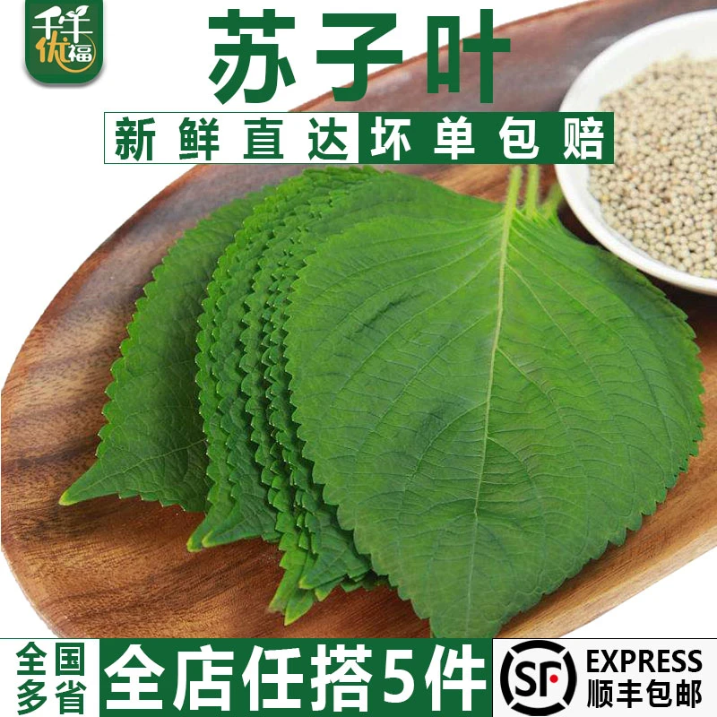 千牛优福新鲜苏子叶100g 东北紫苏叶大苏子叶韩国烤肉包饭泡菜