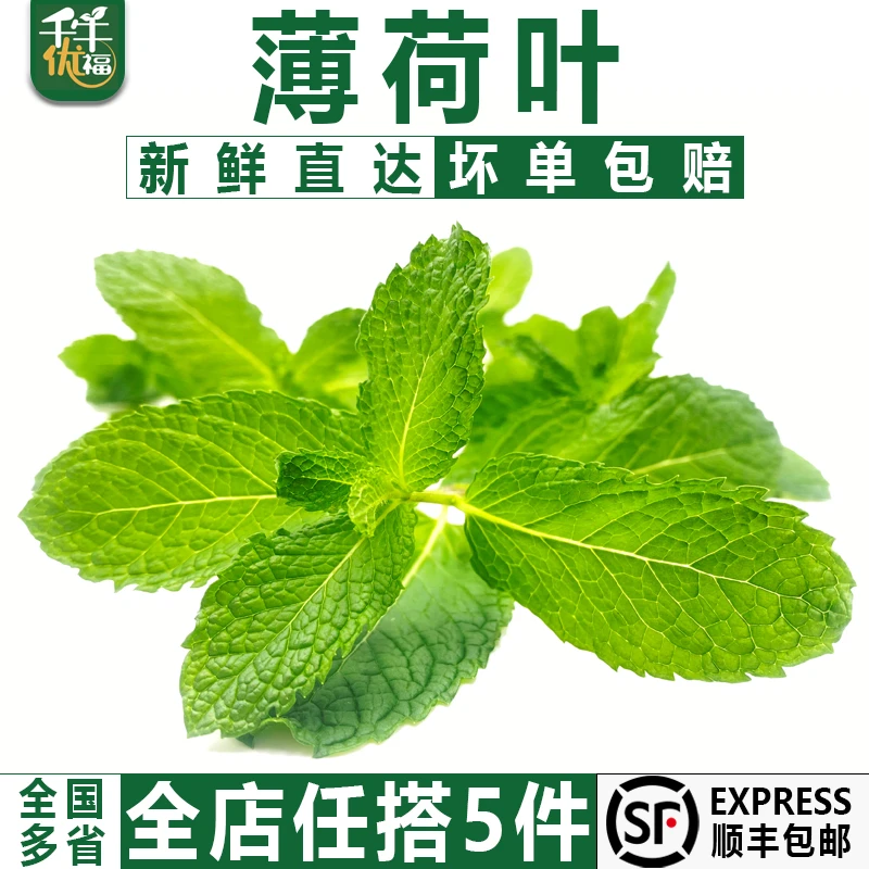 千牛优福新鲜薄荷叶100g-500g 留兰香食用薄荷莫吉托西餐装饰点缀