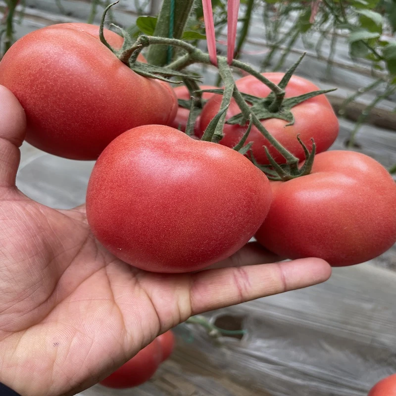 诺贝尔1号大果口感番茄西红柿中硬果蔬菜苗种子