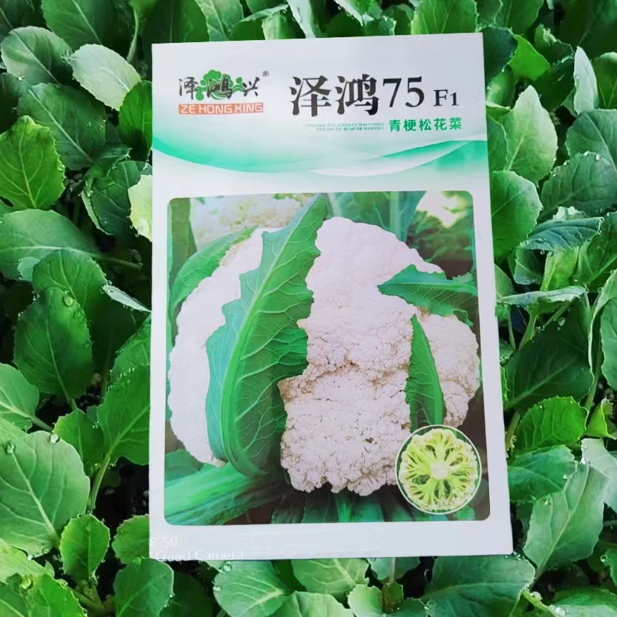 泽鸿65/75青梗松花菜有机花菜种子大田种植清脆爽口