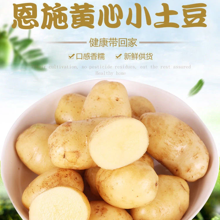 恩施利川团堡正宗马尔科小土豆10kg新鲜农家迷你黄心洋芋马铃薯