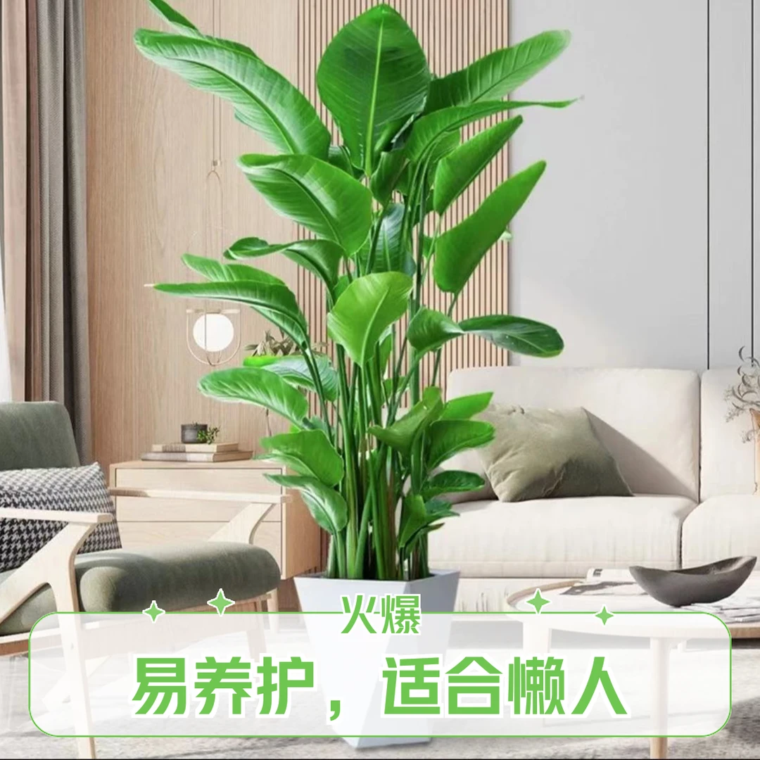 【花朝花田】天堂鸟1.1-1.2米高颜值室内客厅办公室好养鹤望兰绿植
