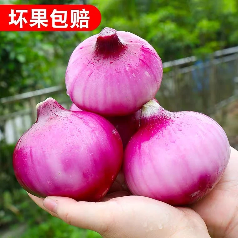 【坏果包赔】2025年新鲜紫皮水果洋葱圆葱新鲜蔬菜现挖现发5斤