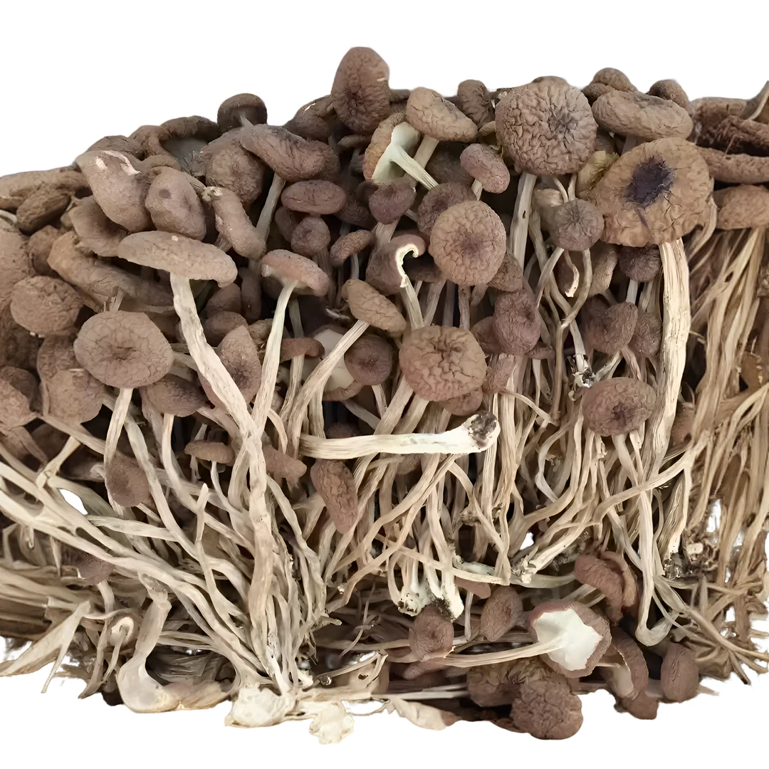 古田茶树菇干货农家茶树菇新货产地直销无干燥剂酒店煲汤炖汤食用