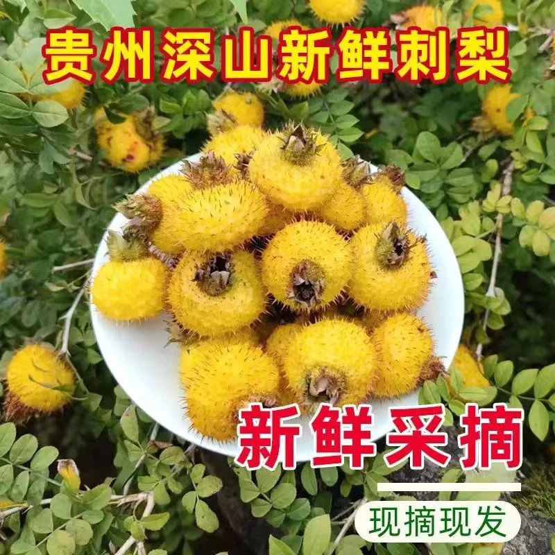 贵州野生鲜果天然维C之王刺梨孕妇水果产地直发当季鲜果包邮