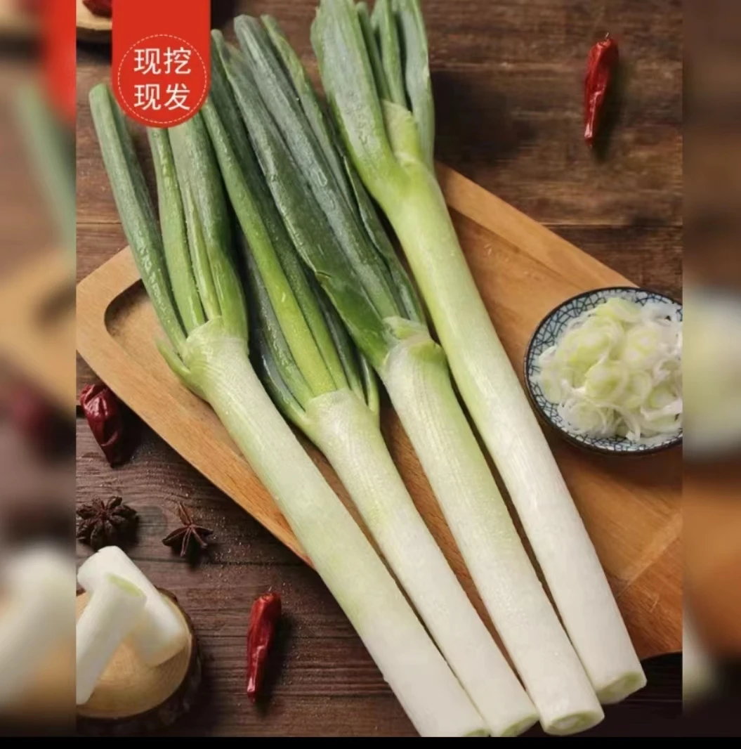山东大葱新鲜铁杆大葱5斤-10自家种植现挖现发原产地直供含箱）