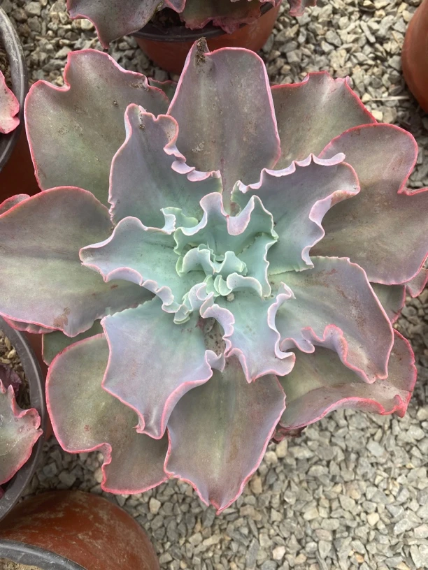 高沙之翁包菜系列多肉