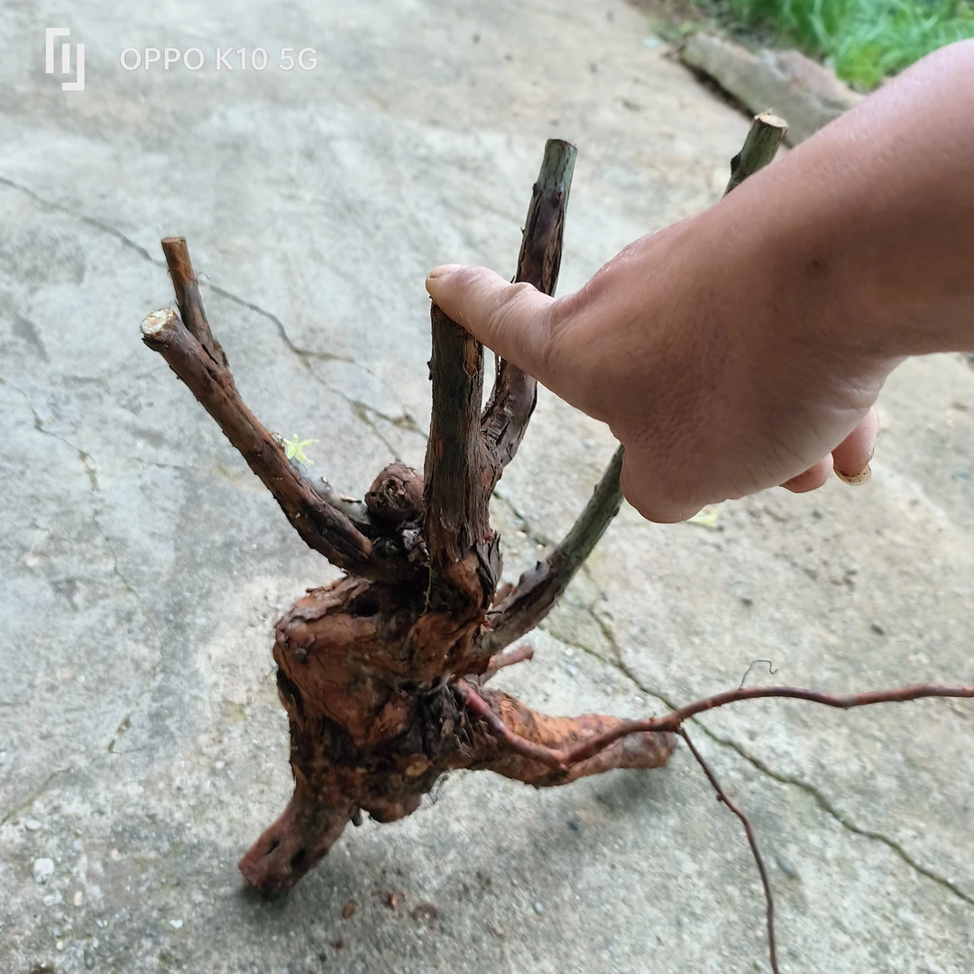 山木香老桩嫁接月季