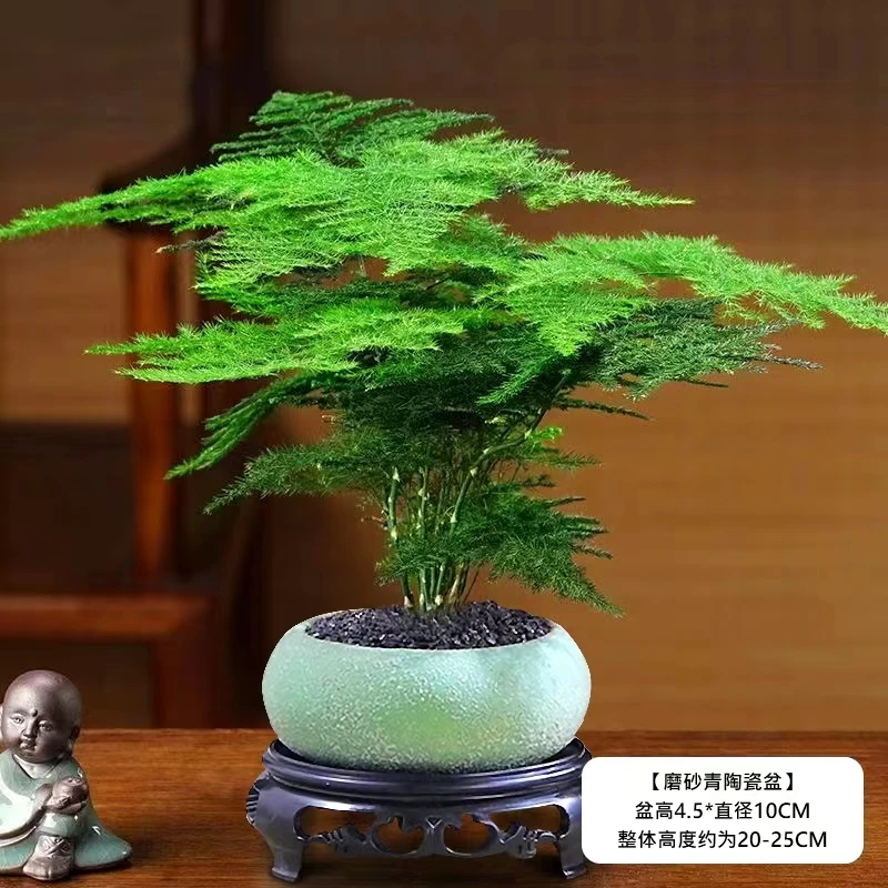 【绿沙】文竹盆栽植物室内进化空气办公室室内花卉盆栽好养四季常青