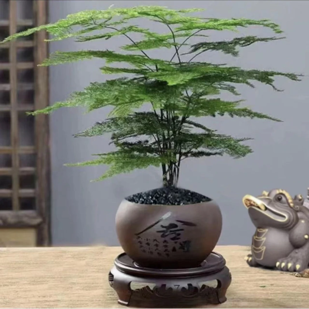 【舍得】文竹盆栽植物室内进化空气办公室室内花卉盆栽四季常青
