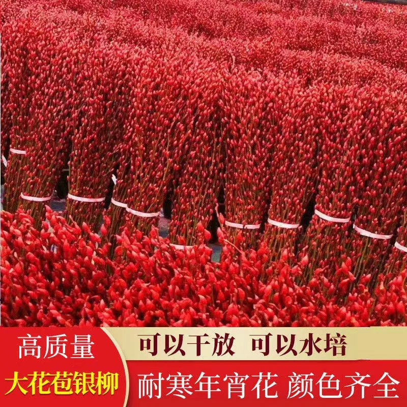 银柳红色年宵花鲜枝制成干花室内客厅摆放盆栽装饰花春节绿植