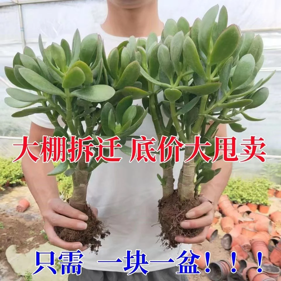 精品老桩玉树盆栽多肉懒人种植室内四季常青绿植耐旱植物花卉盆栽