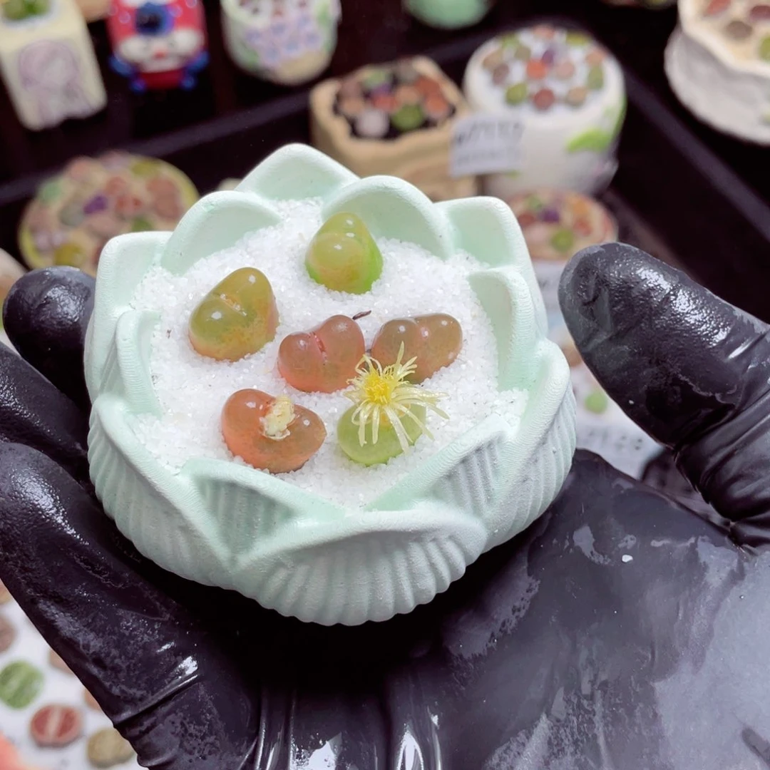 w7129--带盆土发货