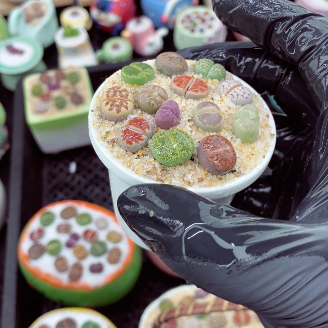 w9020--好看的混合彩色生石花