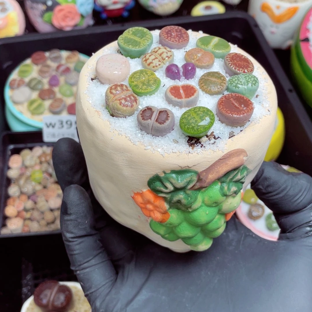 w3965--好看的彩色生石花肉锥