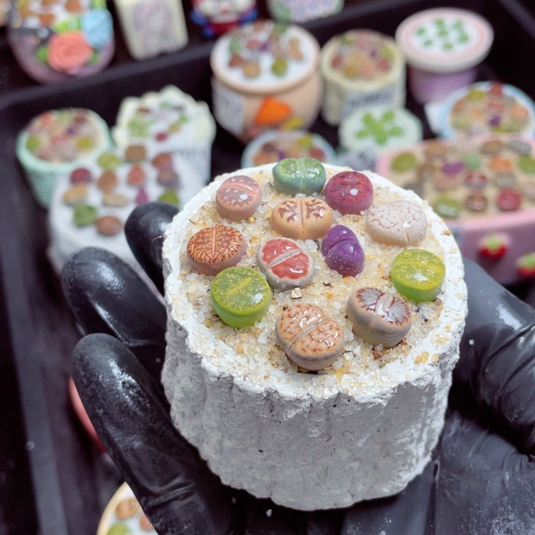 w7023--带盆土发货