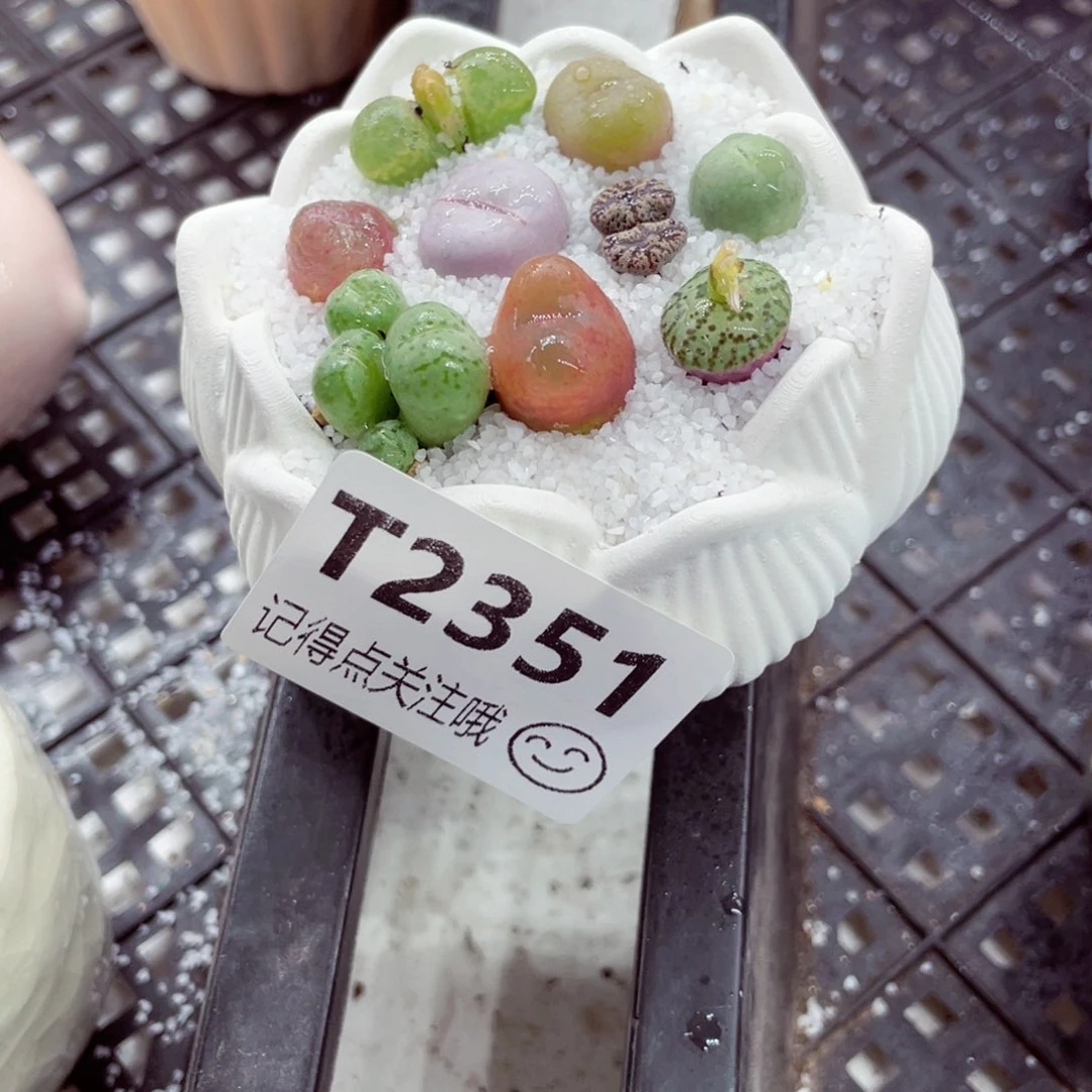 用****6w2351--好看的彩色混合生石花肉锥