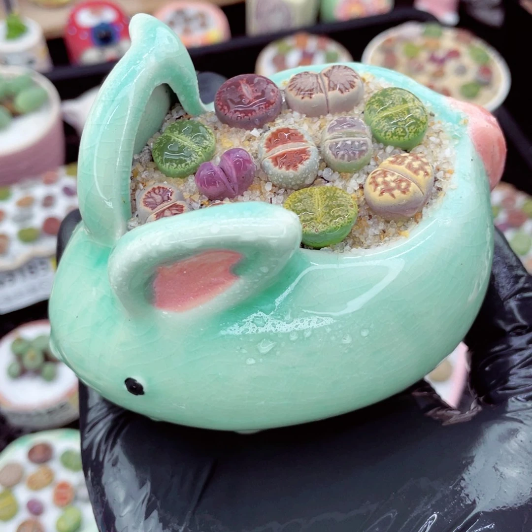 w3189--好看的彩色混合生石花肉锥-盆微瑕