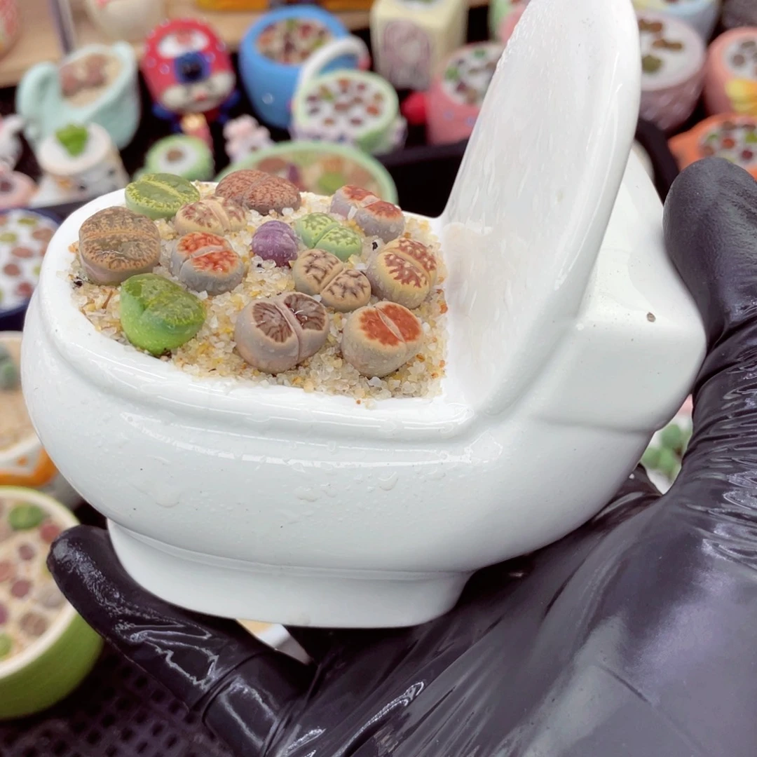 w8115--好看的彩色混合生石花