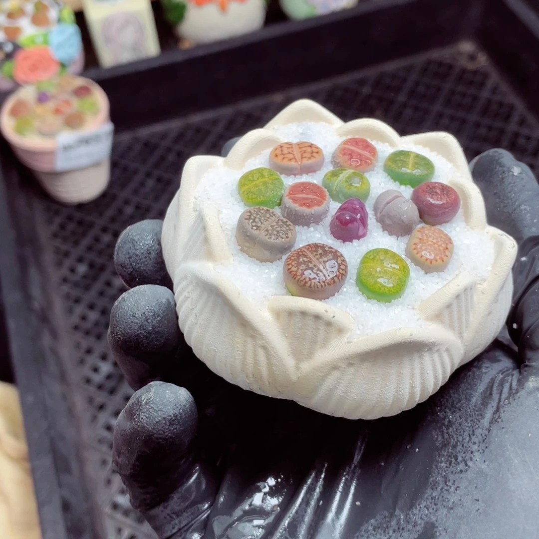 w7658--带盆土发货