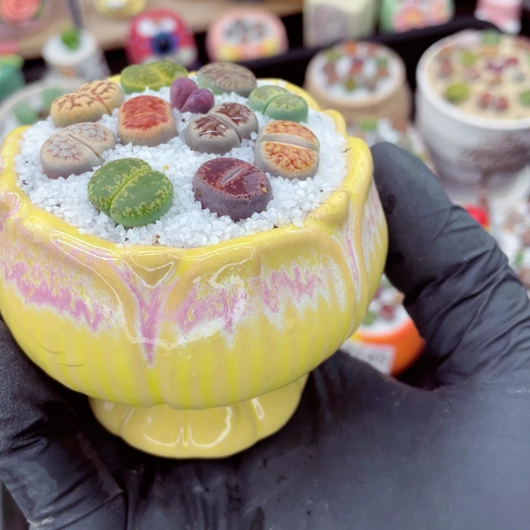 w3149--好看的彩色混合生石花肉锥