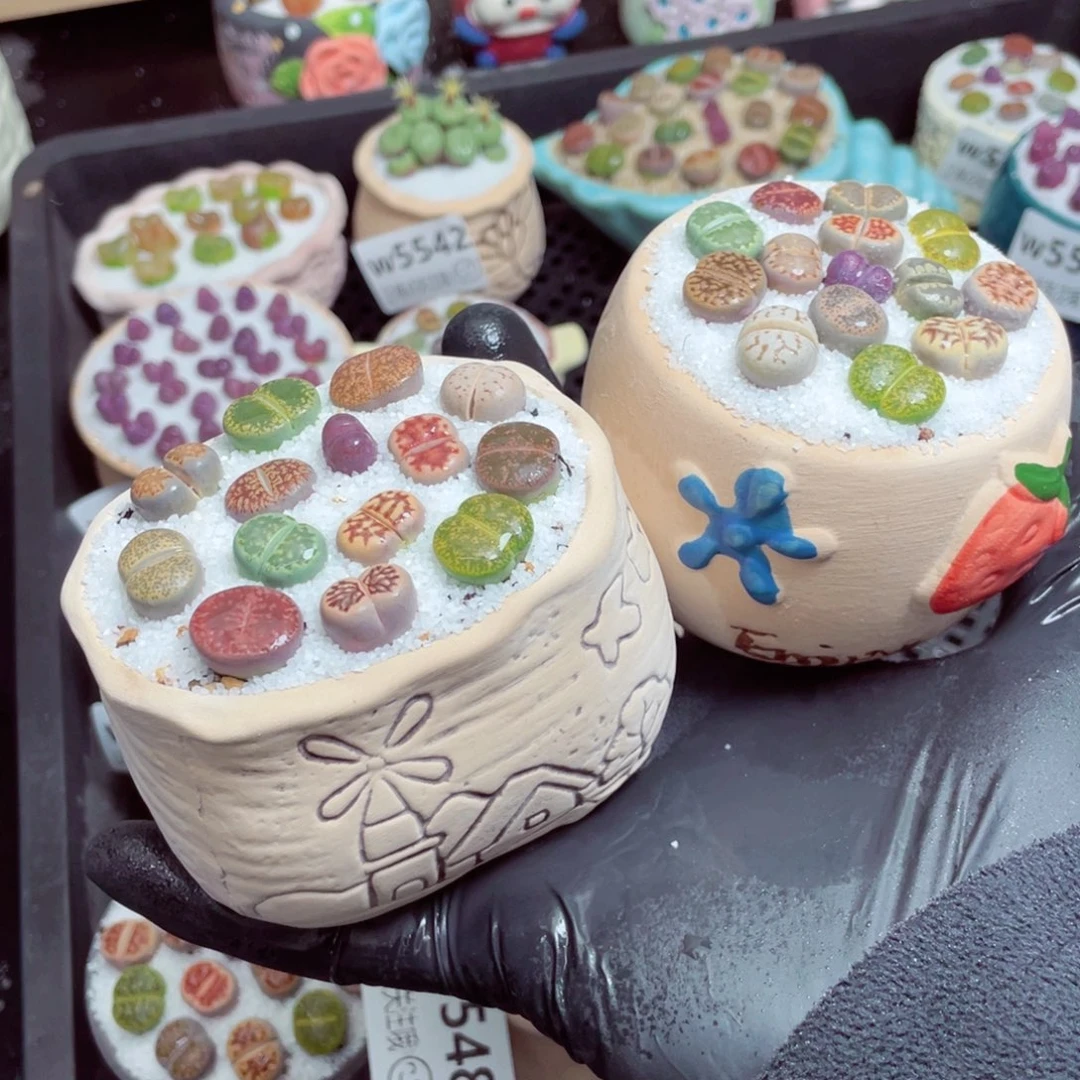 w5550--带盆土发货