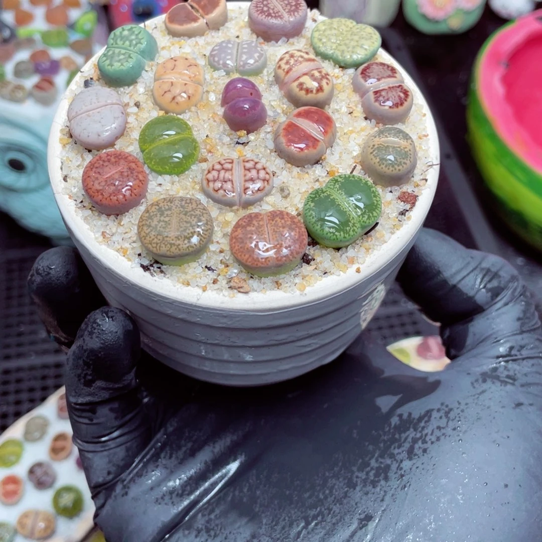 w3662--好看的彩色生石花肉锥