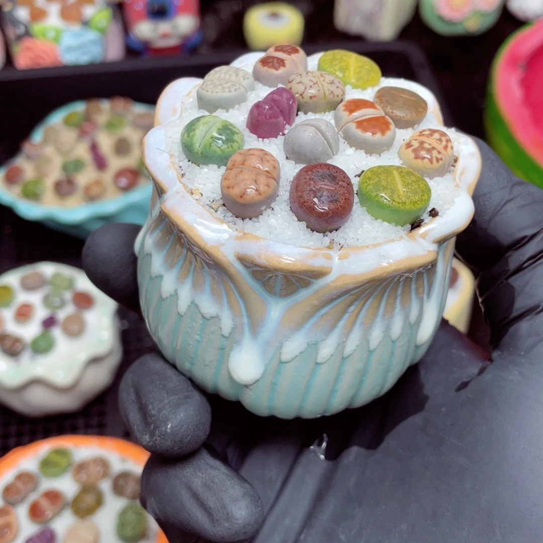 w3664--好看的彩色生石花肉锥