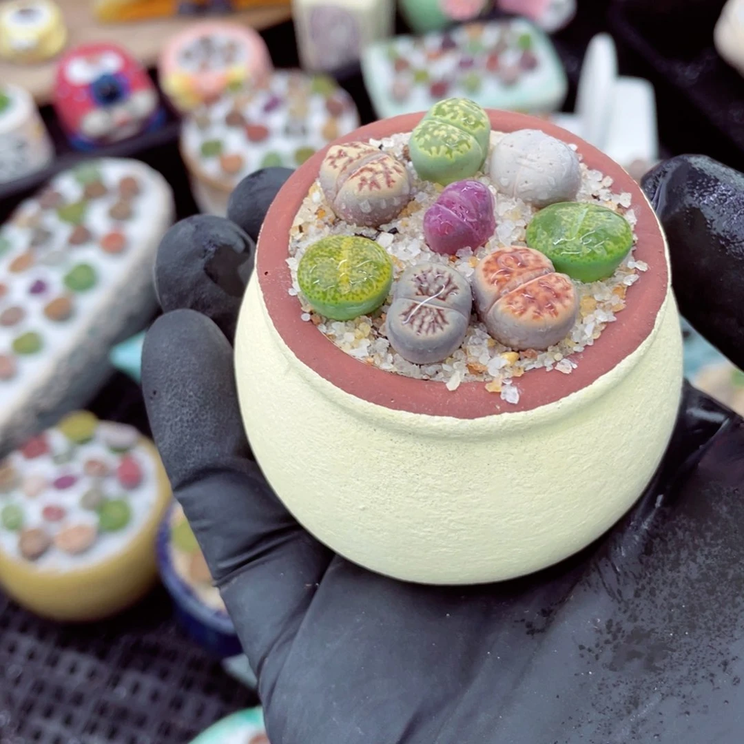 w2979--好看的彩色混合生石花肉锥