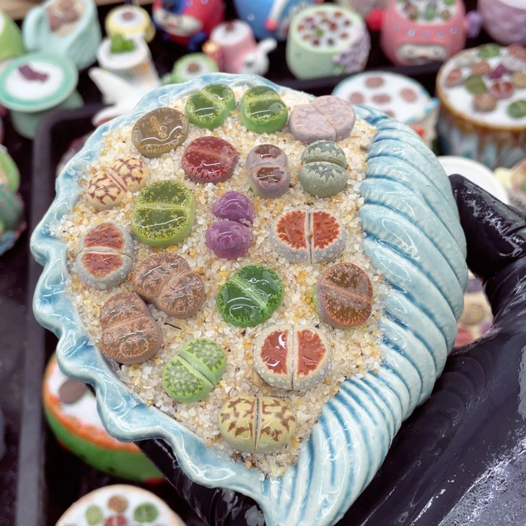 w9047--好看的混合彩色生石花