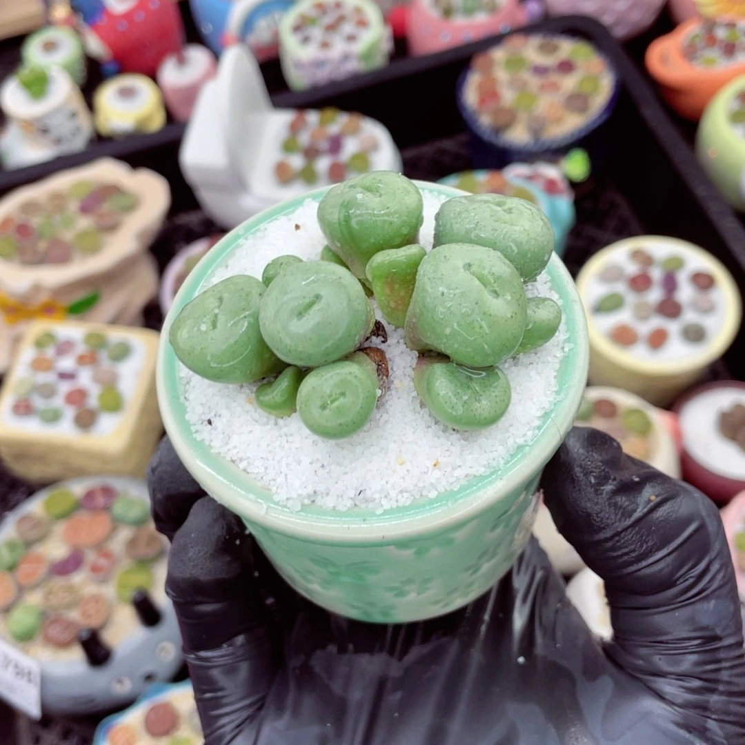 w9799--好看的彩色混合生石花