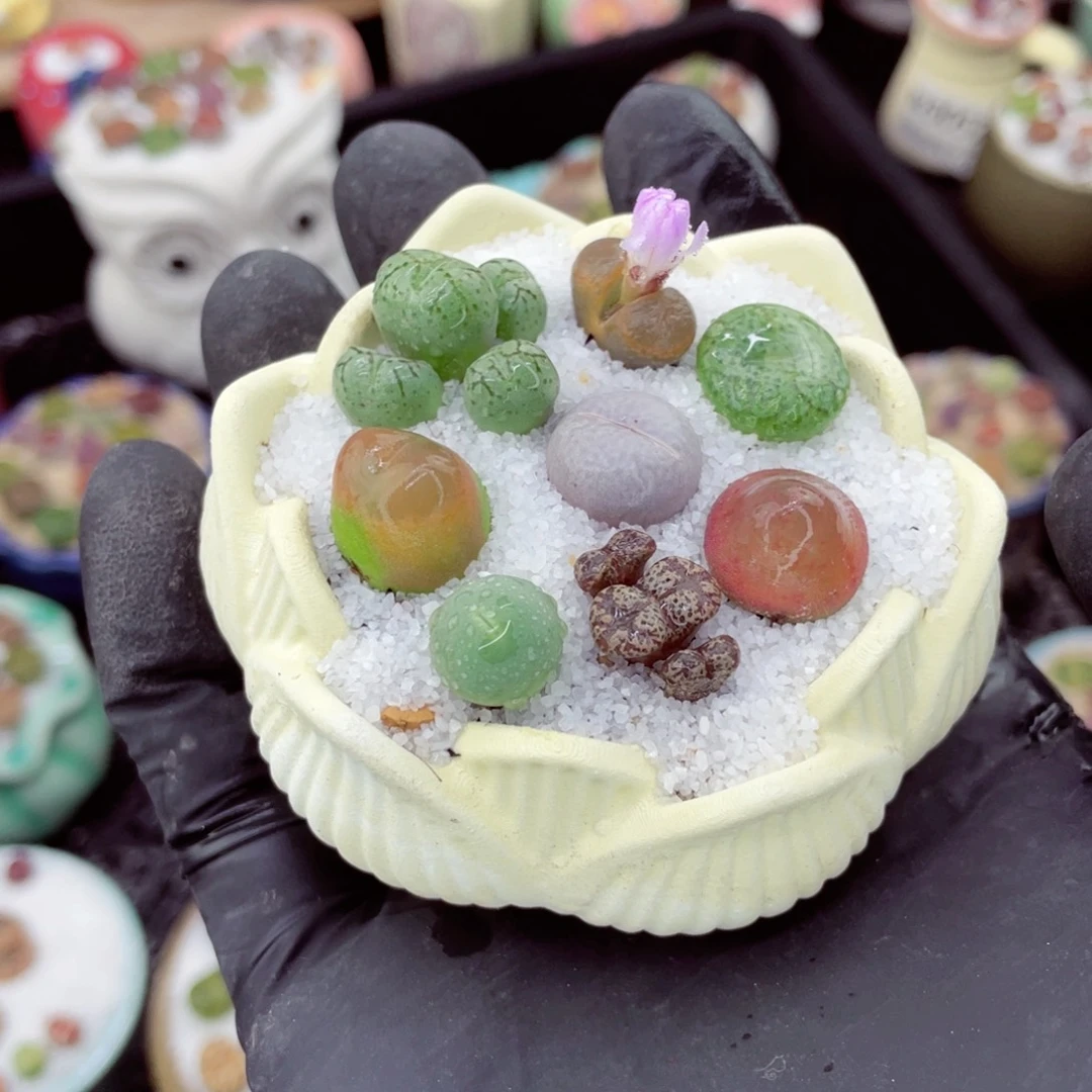 w3124--好看的彩色混合生石花肉锥