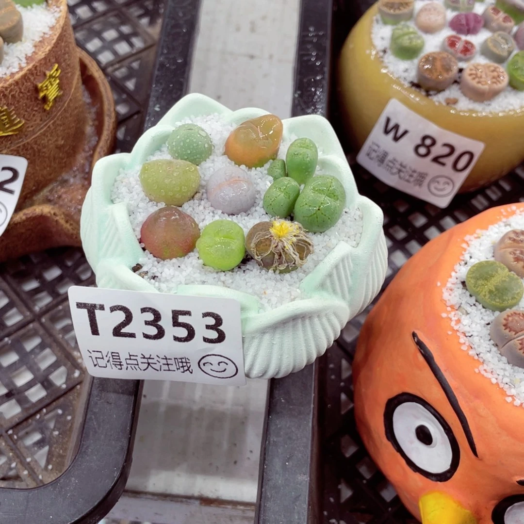 w2353--好看的彩色混合生石花肉锥