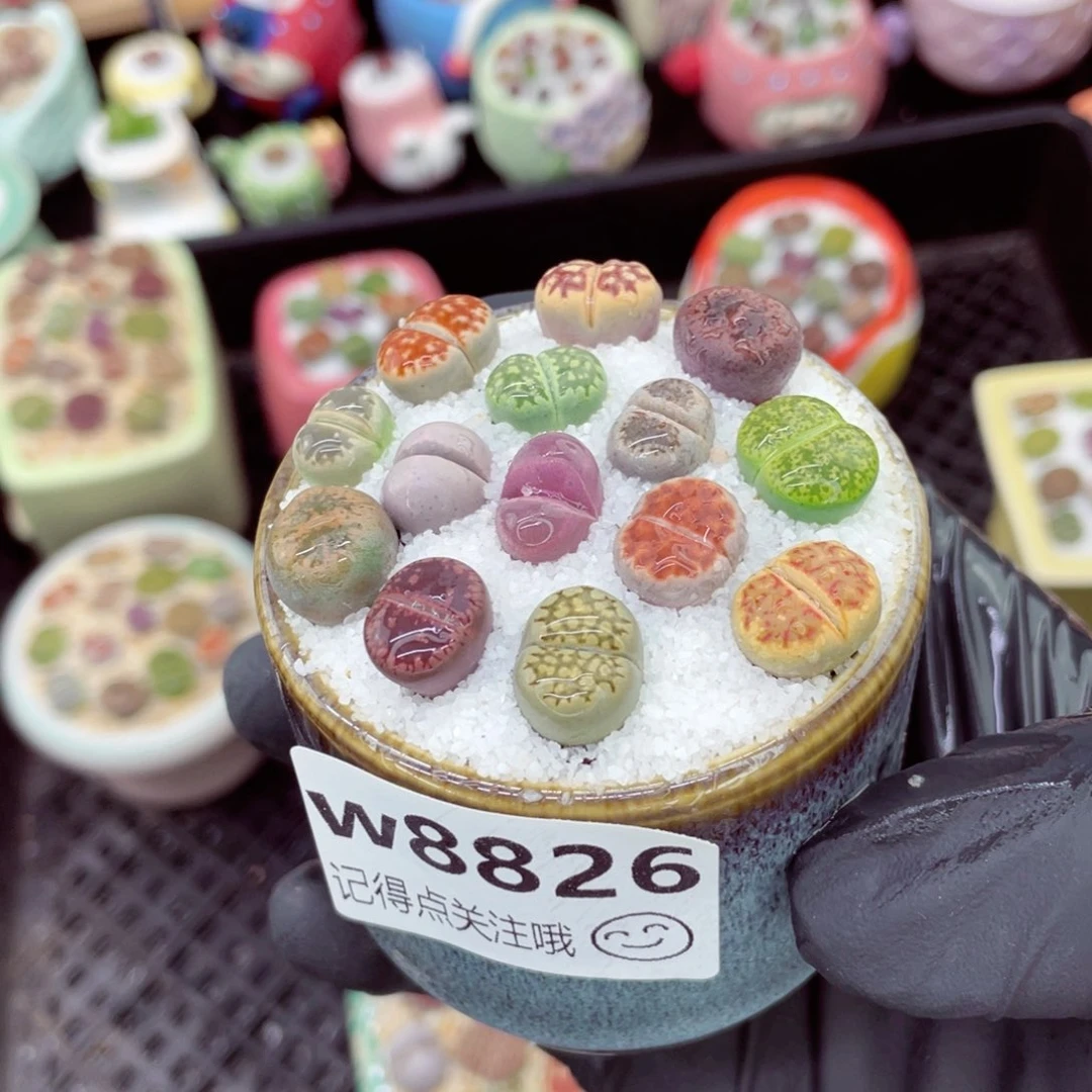 w8826--好看的彩色混合生石花