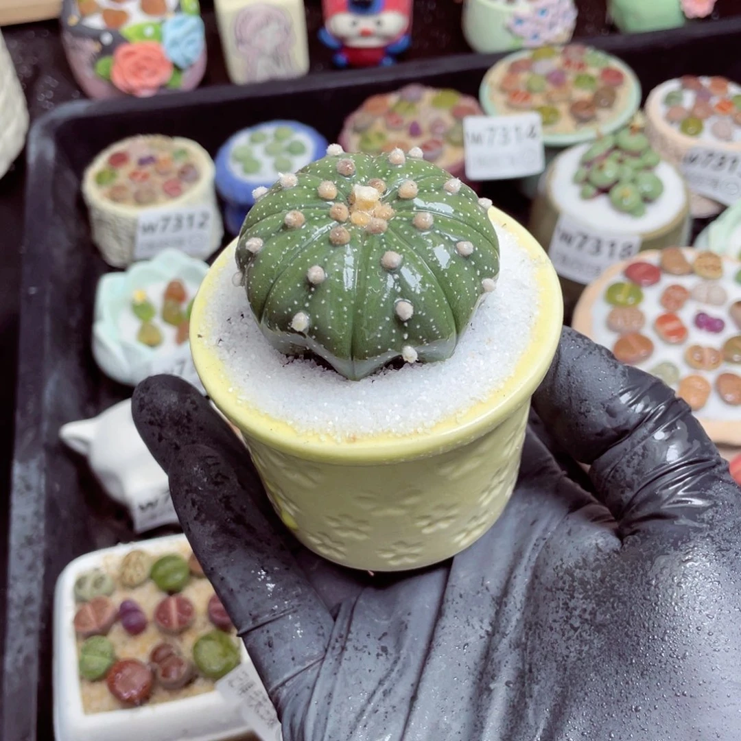 w7325--带盆土发货