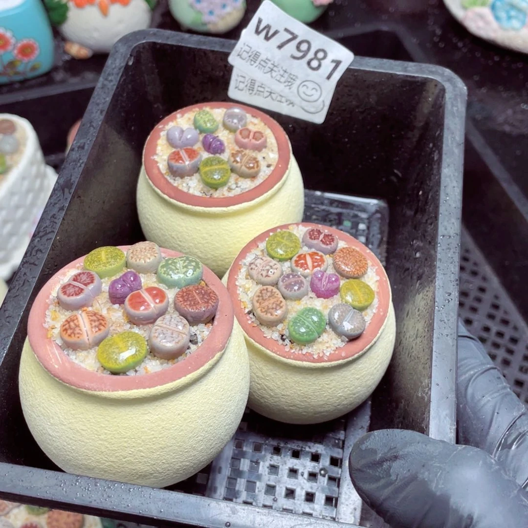 w7981-圆肚肚速干，一份一盆量拍