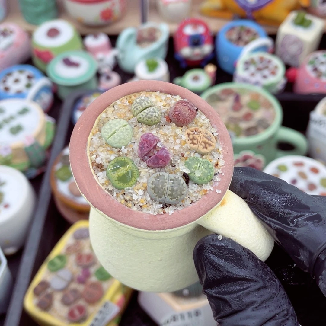 w8142--好看的彩色混合生石花