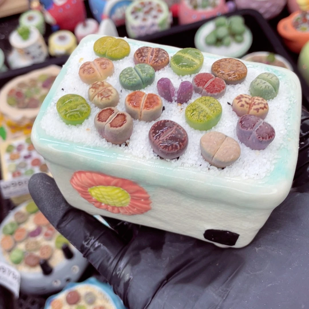 w9812--好看的彩色混合生石花