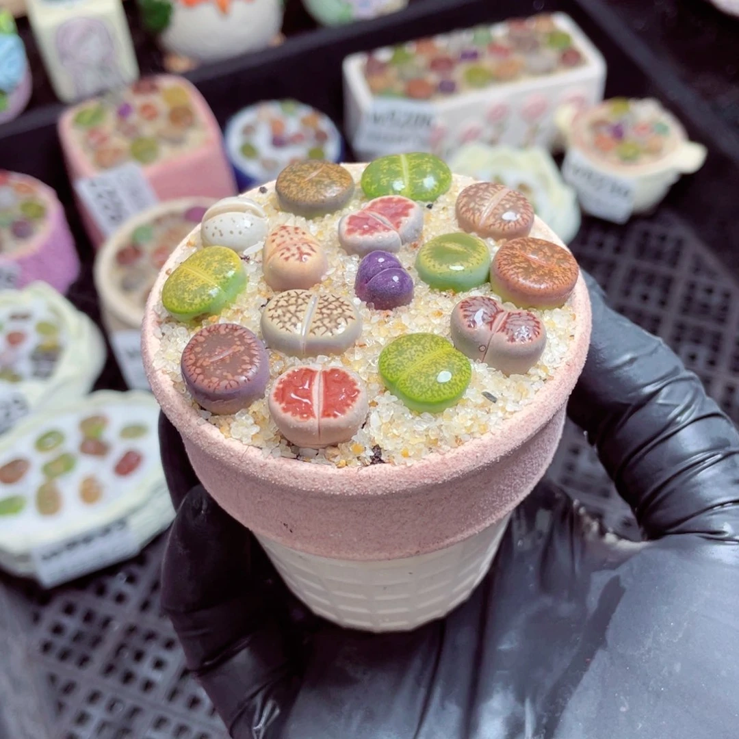 w9237--带盆土发货