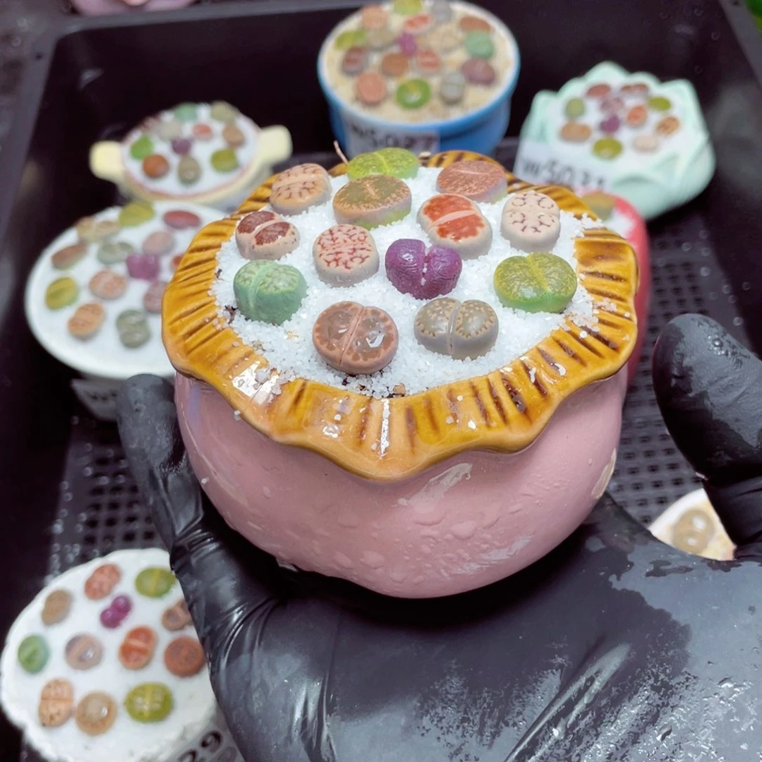 w5032--好看的彩色生石花肉锥