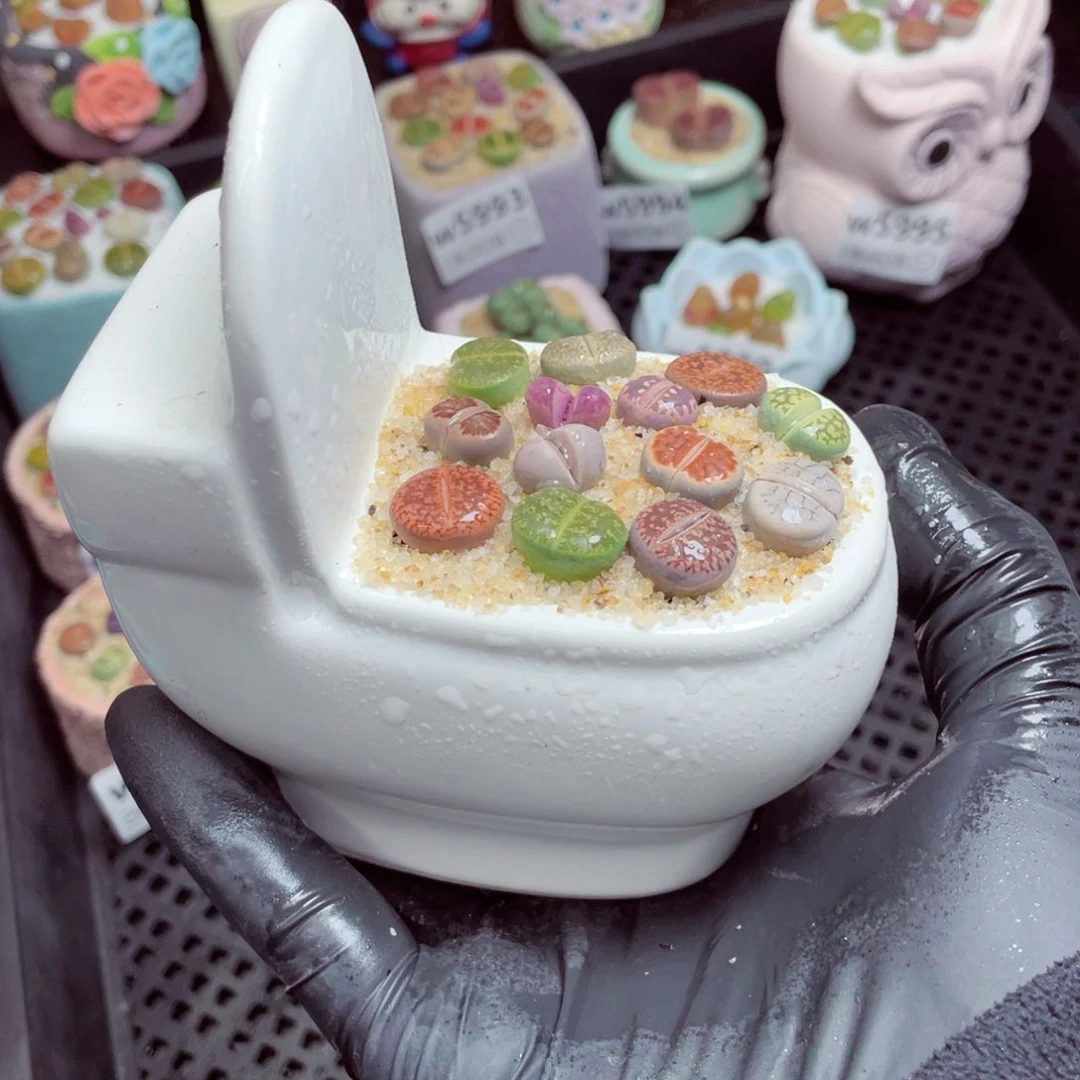 w7002--带盆土发货