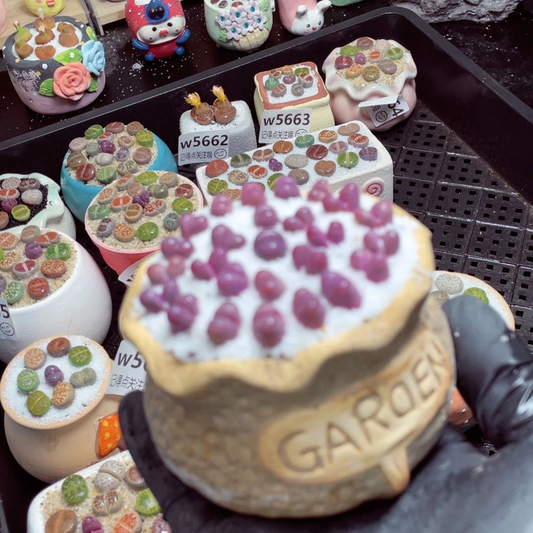 w5672--带盆土发货