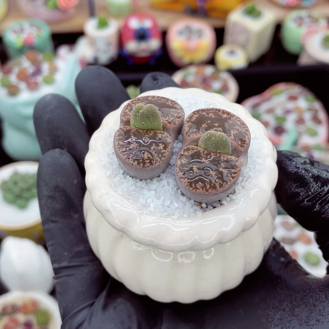 w2652--好看的彩色混合生石花肉锥