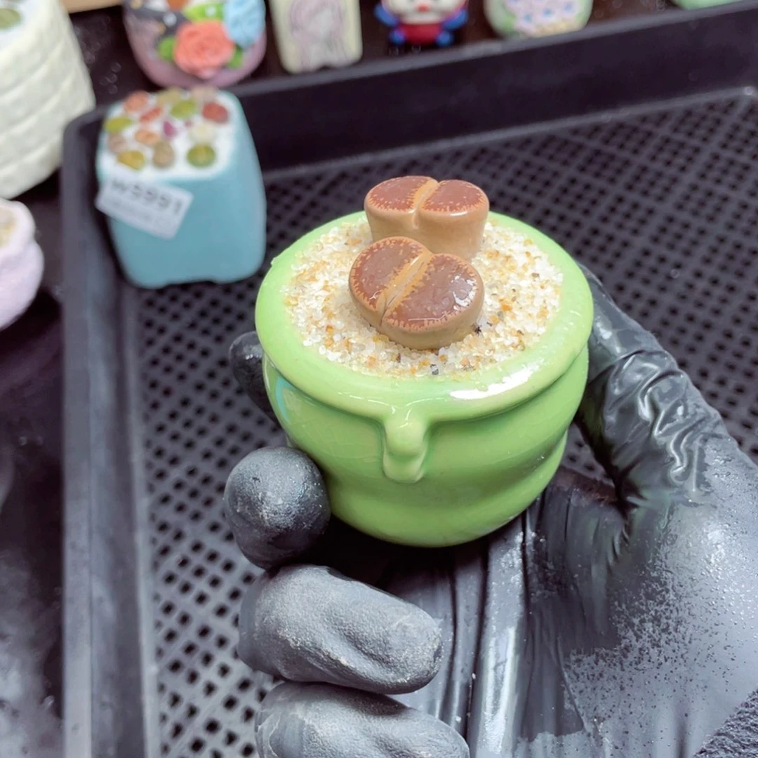 w5992--带盆土发货