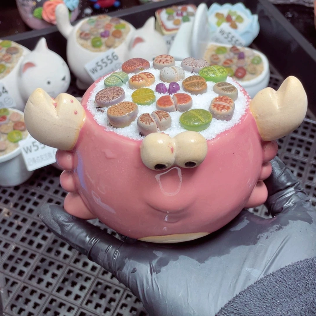 w5561--带盆土发货